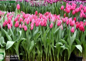 Tulipa Pink Pajado (1)